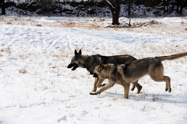 男子被牧羊犬袭击知道:网友因携大型牧羊犬扑倒小孩被对方家长殴打，你怎么看？