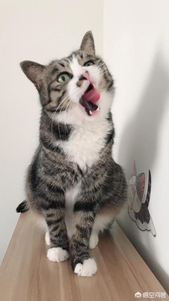 伟嘉妙鲜包有诱食剂:都说伟嘉猫粮不好，可自家的猫就爱吃他家妙鲜包怎么办？