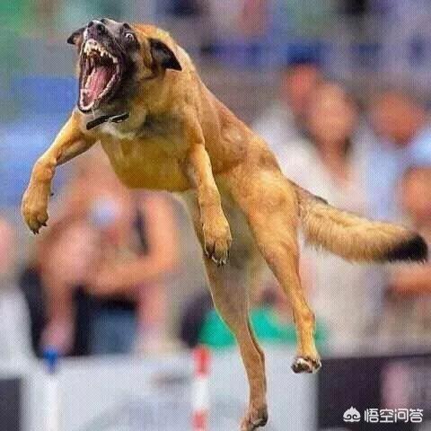 警察与防暴犬图片:在军警界，马犬会取代德牧吗？