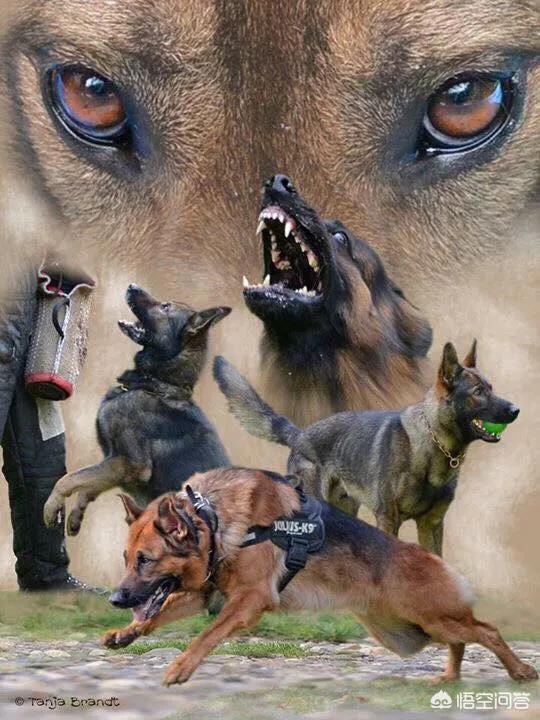 警察与防暴犬图片:在军警界，马犬会取代德牧吗？