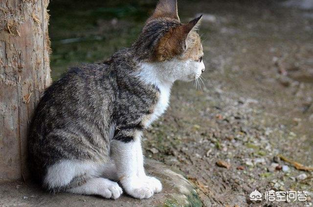 可爱宠物小猫咪:捡到一只小猫，如何养猫？ 可爱宠物小猫咪图片大全