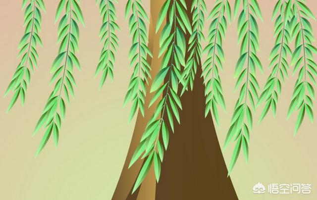 《咏柳》这首诗描写的是什么？春天里什么的样子？:咏柳是一首什么诗 第10张