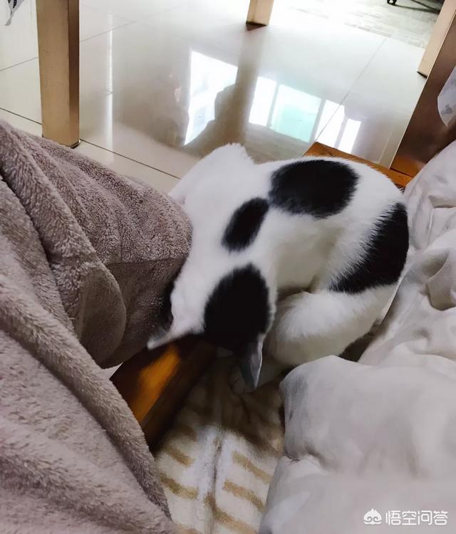 林峰钻裤裆哪一集:胯下之辱如果是刘邦遇到，会和韩信是一样的结局吗？
