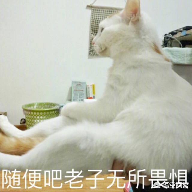 我和我的宠物:#我和宠物#养一只脾气不好的宠物是什么样的体验？
