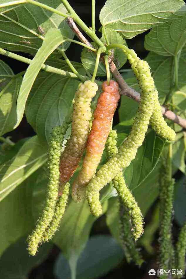 头条问答 - 长条的桑葚有谁吃过,有什么好处,价格大概多少?(33个回答)