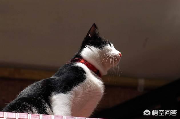 幸运土猫 博客:为什么那么多人不喜欢土猫？土猫有什么优点？