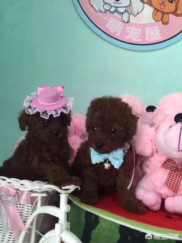 小型狗的寿命:宠物狗的幼犬期是多长时间？