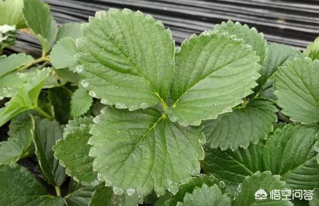 头条问答 - 草莓花萼和花芽边缘都是黑色的,怎么办?(9个回答)
