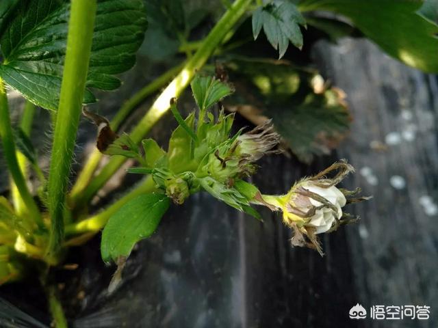 头条问答 - 草莓花萼和花芽边缘都是黑色的,怎么办?(9个回答)