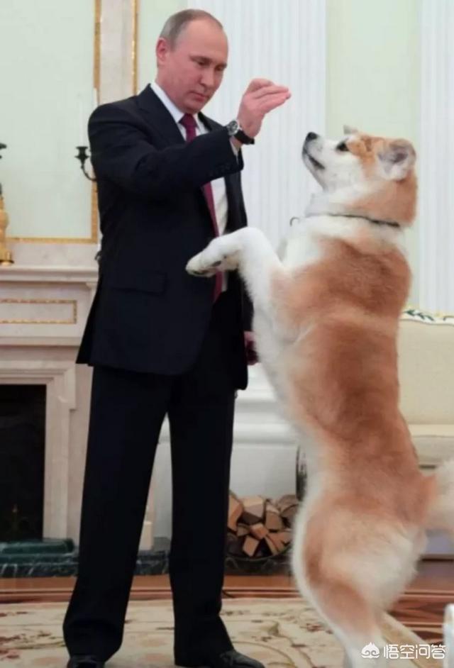 小白熊犬是土狗吗:日本柴狗还有秋田狗在日本是不是类似我国的中华田园犬跟土犬？ 小白熊犬土狗价格