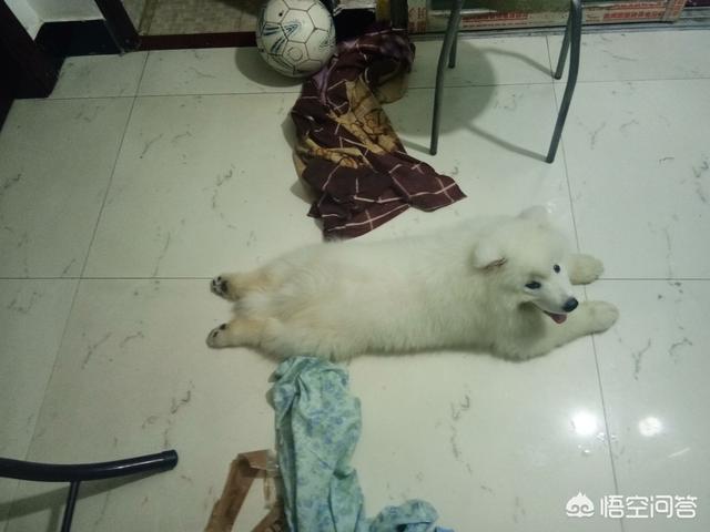 楼上养狗注意事项:什么样的狗狗适合在楼上喂养呢？ 家庭养狗注意事项