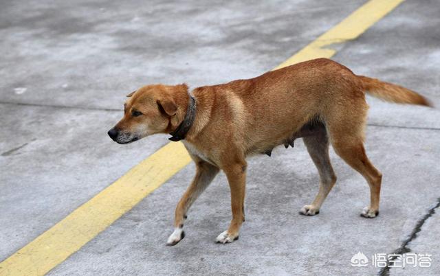 土狗制服藏獒全文免费阅读:如何看待安徽合肥拟禁养中华田园犬？