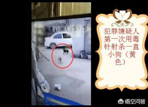 如何评价阜阳颍上两男子持弩入户偷狗,被监控全程录下,迫于压力投案自首？