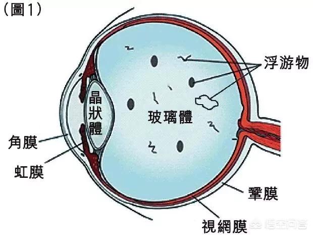 关于眼部疾病:关于眼睛的疾病 常见的眼睛病变症状有哪些？