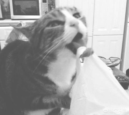 为什么猫咪能缩在小盒子里面:猫咪为什么爱舔塑料包装袋？