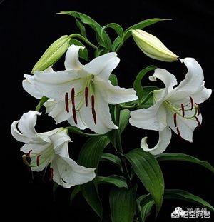 6种会带来晦气的盆栽绿植,客厅盆栽植物容易死掉是什么原因？