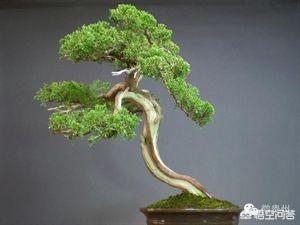 6种会带来晦气的盆栽绿植,客厅盆栽植物容易死掉是什么原因？