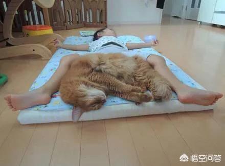 宠物安乐死针多少钱:在什么情况下，你会为宠物选择安乐死？ 宠物安乐死一般多少钱