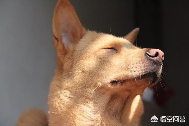 珍岛狗和田园犬:珍岛犬和田园犬区别 如果站在狗的角度，你觉得农村的田园犬和城里的宠物狗谁更快乐？