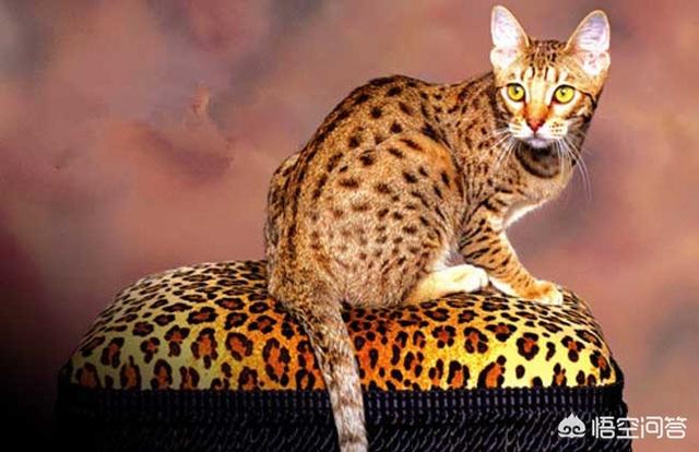 猫眼睛中间绿的周围黄的:猫咪右眼角有眼屎，黄黄的黏黏的像脓一样，怎么办？ 猫眼睛周围一圈都是黑色