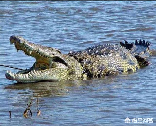 中国短吻鳄:短吻鄂是在海水还是沼泽？