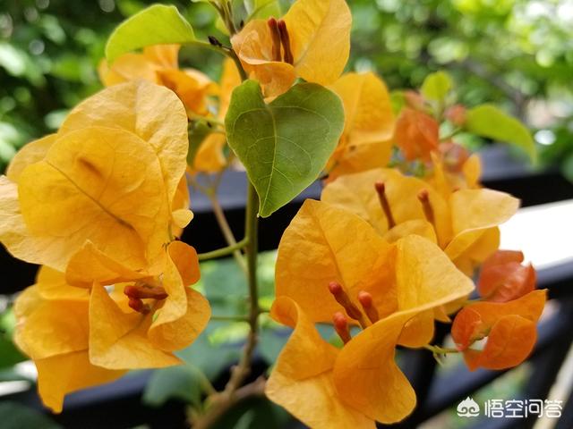 头条问答 你家后花园的什么花最好看 137个回答