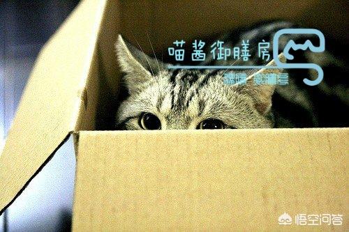 小儿狂犬病的早期症状:怎样才知道到自家的猫有没有狂犬病？