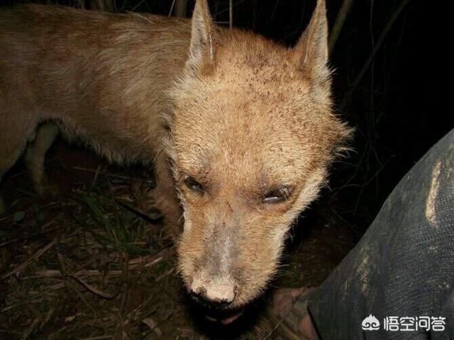 淄博英国猎狐犬:打猎的狗，有哪些品种值得推荐？