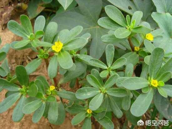 真菌性肠炎的大便是什么样子:肠胃炎拉出的大便是什么样的？