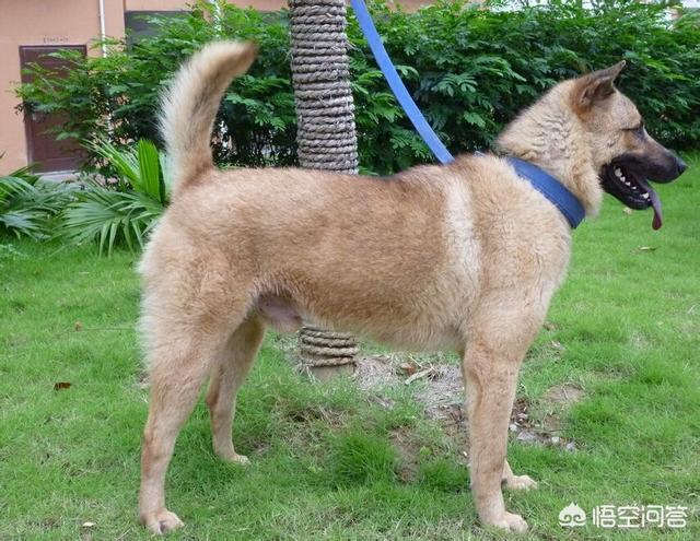 土狗图片:现在还有真正纯种的中华田园犬吗？ 土狗图片幼犬