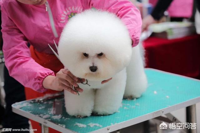 最丑的狗有哪些:狗界中，哪几种狗狗颜值很高？