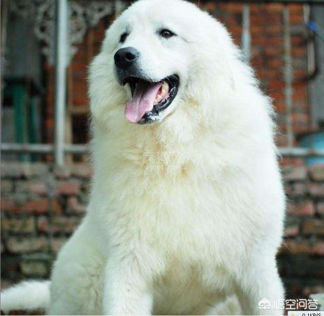最丑的狗有哪些:狗界中，哪几种狗狗颜值很高？