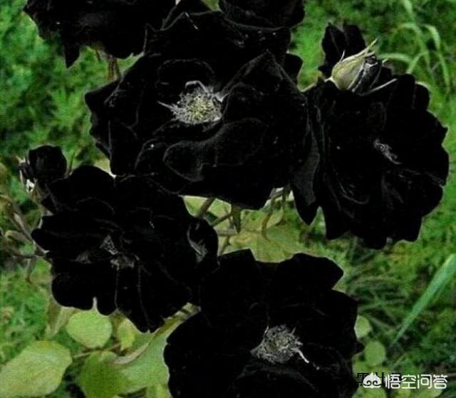 世界上有没有黑色的花？