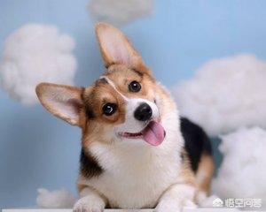 如何分辨真假柯基幼犬:卖家说是血统公，有出生证，8000，大家觉得是真柯基么？ 如何分辨柯基幼犬是不是纯的