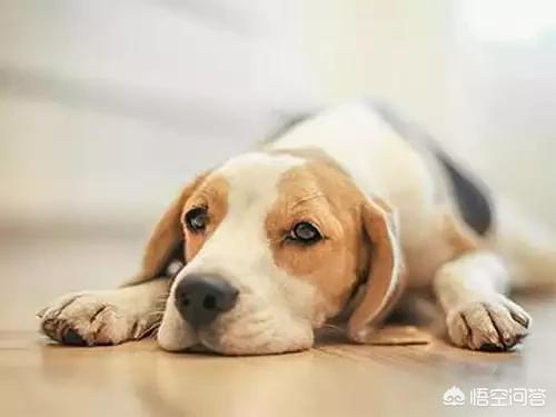 幼犬得犬瘟能治好吗:幼犬因犬瘟致神经受损能治好吗？