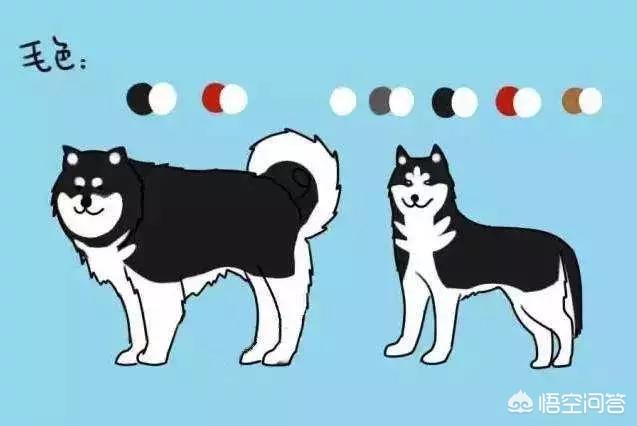 巨型阿拉斯加雪橇犬失格:阿拉斯加巨型雪橇犬视频 阿拉斯加和哈士奇有什么区别？怎么区分？