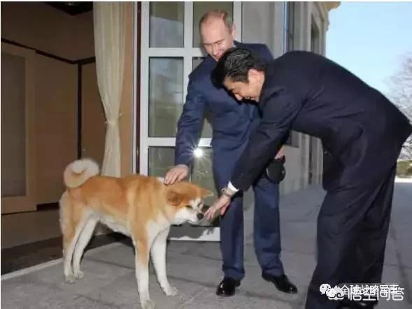 安倍送普京秋田犬价格:普京大帝会同意把四个岛屿给日本吗？