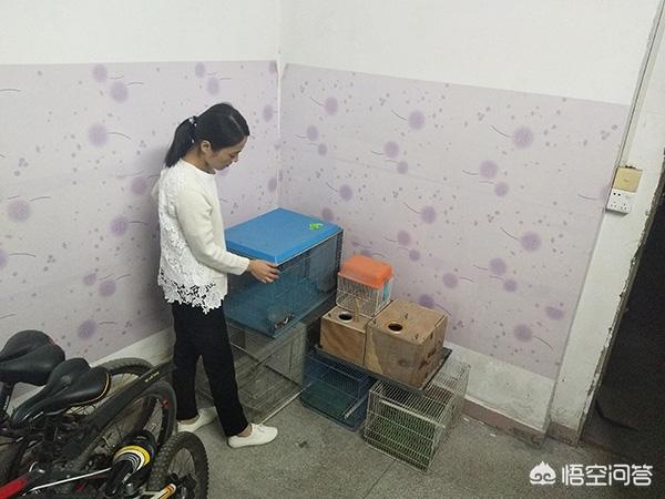 绿颊锥尾鹦鹉:绿颊小太阳鹦鹉怎样养,吃啥饲料最好？