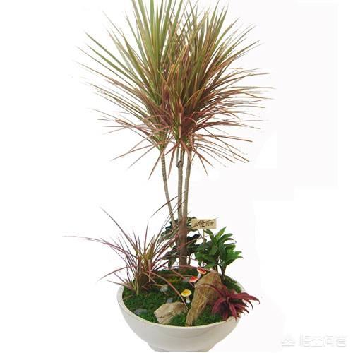 有哪些植物适合养在室内并且比较好养活？