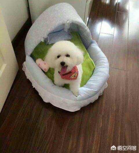 第一只狗 好看吗:就颜值来讲，各种狗狗的排名应该如何？