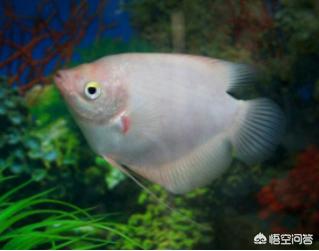 黄金战船视频直播:黄金战船鱼 1200X60的鱼缸可以养几条发财鱼？
