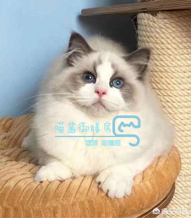 旧衣服改造猫窝:手头有几个纸箱子，想给院子里的野猫做个窝，还需要什么材料？