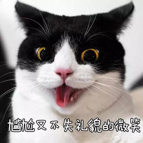 什么是吸猫吸猫是什么意思:最近很火的“吸猫”是什么意思？