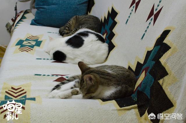 猫咪不乖by:小区阻止喂流浪猫而且要杀死流浪猫，怎么办？