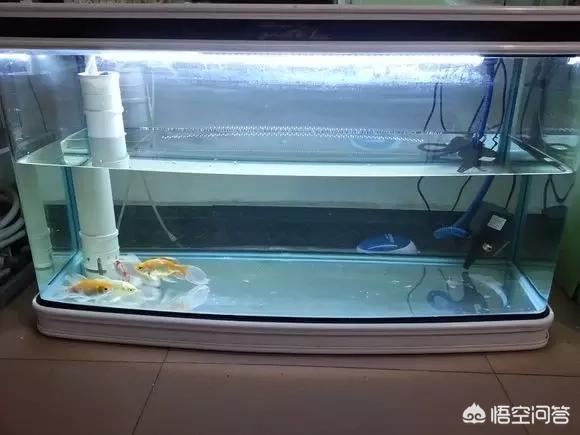 024观赏鱼论坛哪去了:在家里养金鱼，平时怎么喂食和维护水质？