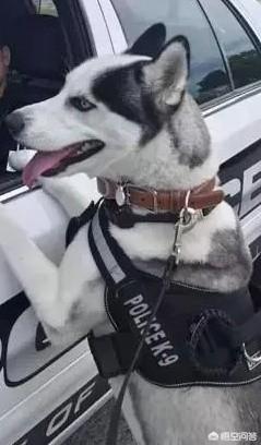 天生无脖牧羊犬遭弃:什么狗狗被抛弃很难活下来？