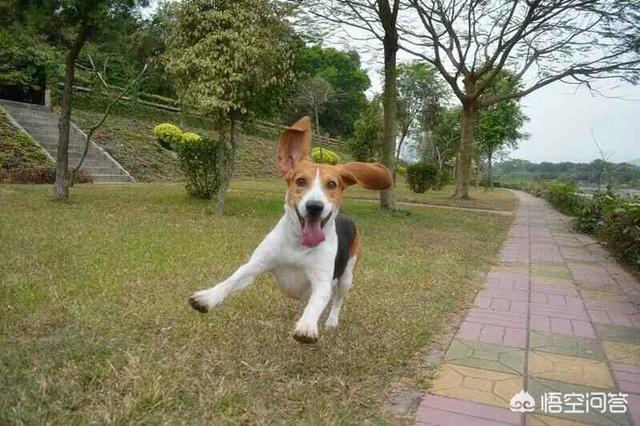 比格猎犬特点:比格犬为什么会被当做实验犬？