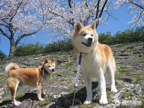日本柴犬图片:柴犬和秋田犬为什么长得那么像？如何区分，都是日本原产地吗？