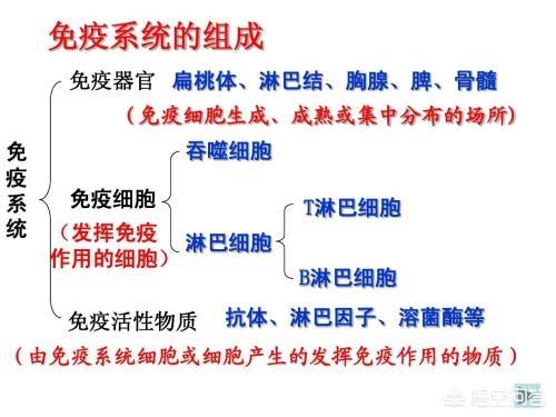 上海人吃死猪肉:吃死猪肉会有什么不良反应 人吃了猪身上的癌细胞会得病吗？