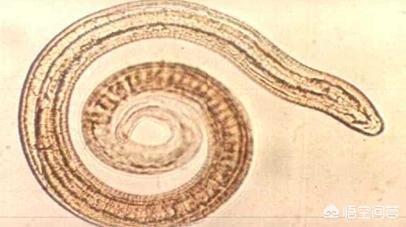 多拉菌素是管什么的:家里宠物长寄生虫了怎么办？